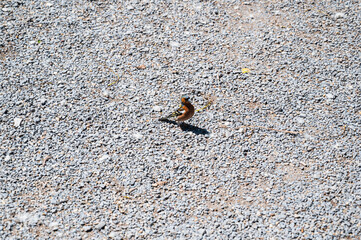 A small beautiful Finch bird on a gravel stone background