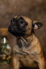 Fototapeta premium english bulldog puppy
