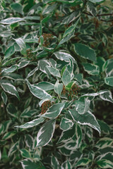 Green-white bush in the garden