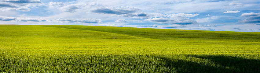 Panoramic shot of a green field of young wheat and blue sky with clouds web banner