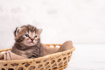 Fototapeta na wymiar Cute tabby kitten with sleepy eyes in a basket with copy space