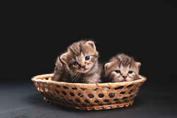 Fototapeta na wymiar Portrait of cute tabby kittens in a basket on a dark backdrop with copy space