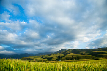 Beautiful spring and summer landscape. Lush green hills. Spring blooming herbs.