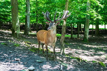 A closeup shot of young cute deer in a park