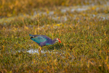 Western swamphen or Purple Moorhen or Porphyrio porphyrio in wetland of keoladeo national park or bharatpur bird sanctuary rajasthan india
