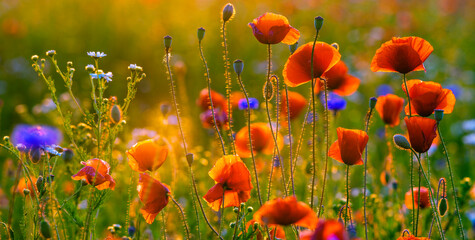blooming wild flowers and herbs in a meadow in the light of the setting sun
