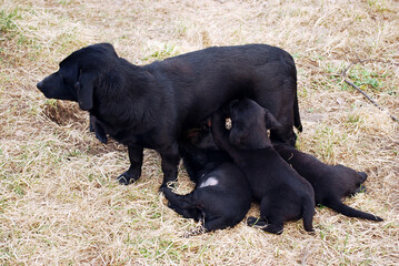 puppies are sucking milk from mom. Female feeds her puppy.