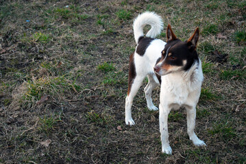 white dog with brown patches and curled tail on early spring grass looks left.