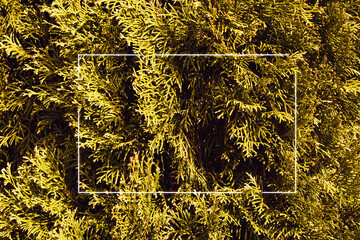 Green leaf texture background.