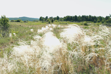 Fototapeta premium sheep in the field