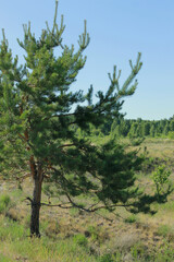 pine tree in the mountains