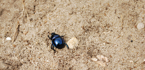 Spring black and blue beetle on sand or soil with limestone parts. 