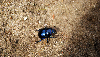 Spring black and blue beetle on sand or soil with limestone parts. 