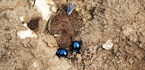 Spring black and blue beetle on sand or soil with limestone parts with butterfly siting on ekskrement. 
