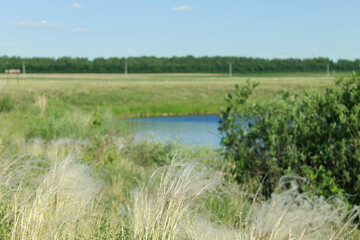 the river in the forest