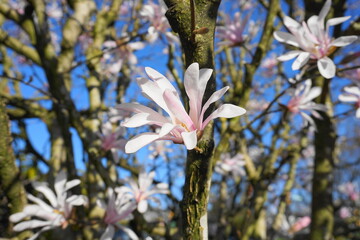 Showy and beautiful Magnolia stellata pink flowers close up on the  branch against light blue background. Japanese Magnolia.