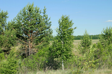 olive trees in the field