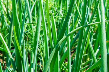 Fototapeta na wymiar Green onion grows on a bed close-up