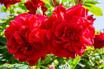 Beautiful red rose flower close-up