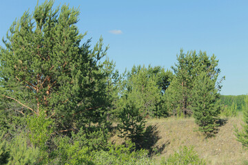 pine tree in the forest