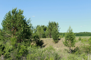 Obraz premium pine trees in the field