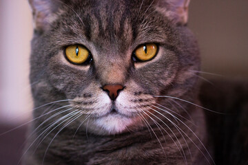 A grey Scottish cat looks at the camera.Muzzle close-up and big eyes.Pets.