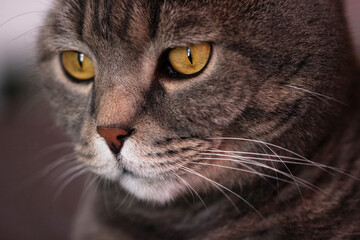 The grey Scottish cat doesn't look at the camera.Muzzle close-up and big eyes.Pets.