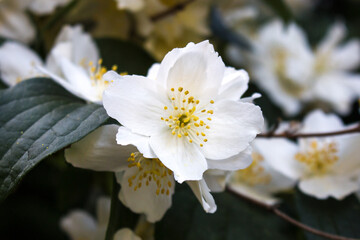 Lewis' mock-orange also syringa (in german Oregon Pfeifenstrauch) Philadelphus lewisii