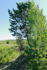 green forest in the morning