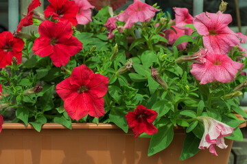 Colorful and bright blooming Petunia flowers (Petunia hybrida). Flowers for hanging planters. Garden flowers. Gardening. Beautiful flowers in summer. Floriculture