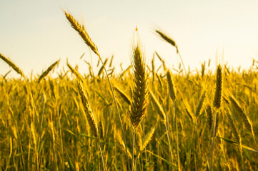 Obraz premium Golden wheat field. Beautiful nature background of ripening ears of meadow field as a harvest concept