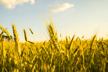 Obraz premium Golden wheat field. Beautiful nature background of ripening ears of meadow field as a harvest concept
