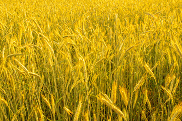 Golden wheat field. Beautiful nature background of ripening ears of meadow field as a harvest concept