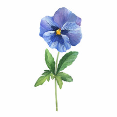 The blue garden bicolor pansy flower (Viola tricolor, arvensis, heartsease, violet, kiss-me-quick) with leaves. Hand drawn botanical watercolor painting illustration isolated on white background
