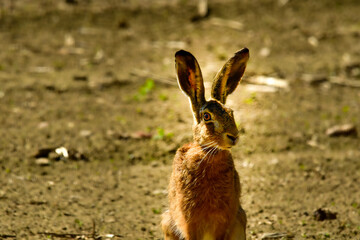 curious field hare on a corn field © Himmelreich Photo