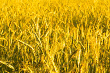 Golden wheat field. Beautiful nature background of ripening ears of meadow field as a harvest concept