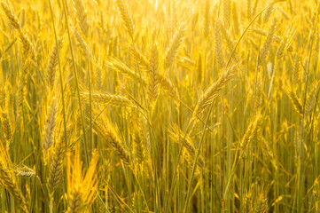 Golden wheat field. Beautiful nature background of ripening ears of meadow field as a harvest concept