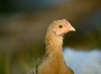 chicken in its natural habitat