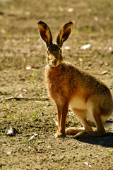 curious field hare on a corn field