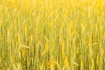 Golden wheat field. Beautiful nature background of ripening ears of meadow field as a harvest concept