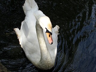 swan on the lake