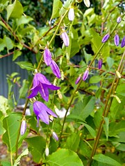 purple flowers in the garden