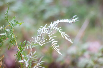 Delicate Silver White Fern in Woodlands area