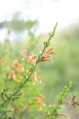 Erica Fynbos Flower with the appearance of colourful pipes 