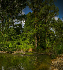 Fototapeta na wymiar river in a green taiga forest