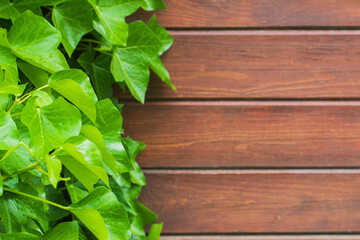 Green fresh ivy leaves on a wooden texture background. Wooden background with soft selective focus.Place the text or slogan on the right. flat lay.copy space.