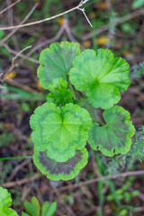 Pelargonium Geranium Plant in woodlands area