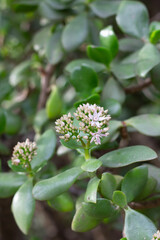 Crassula African Succulent with pink flowers