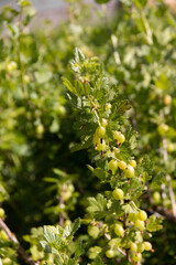 Unripe green gooseberries on the branch with green leaves. Summer harvest. Concept of organic gardening.