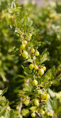 Ripening green gooseberries on the branch with green leaves. Summer harvest. Concept of organic garden. vertical.